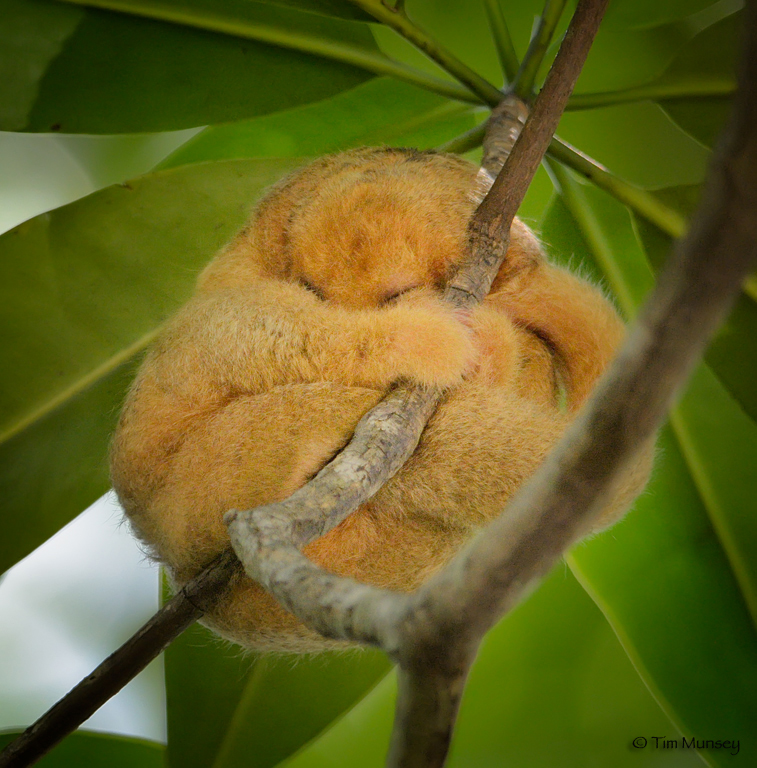 Sleeping Silky Anteater